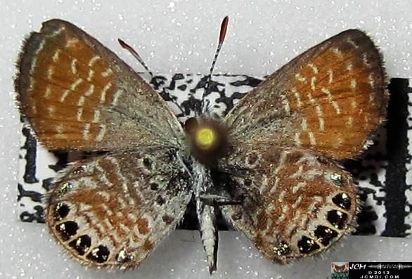 Brephidium exile (Western Pigmy Blue) images
